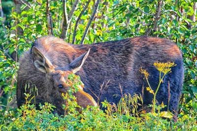 View of an animal on field