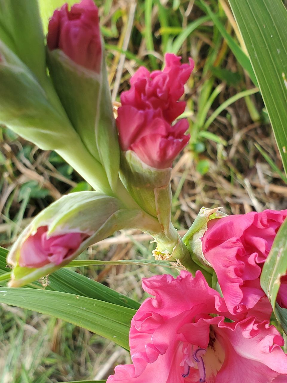 CLOSE-UP OF PINK FLOWERING PLANTS