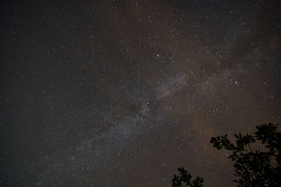 Low angle view of trees against star field at night