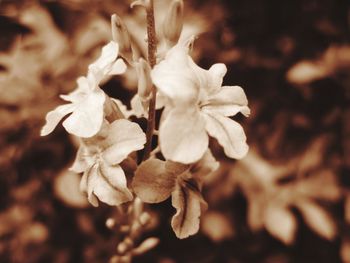 Close-up of flowers