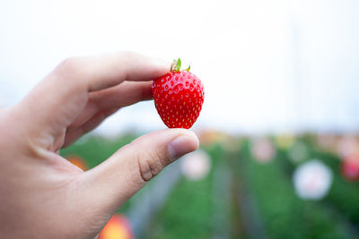 Close-up of hand holding strawberry