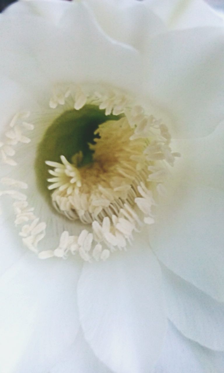EXTREME CLOSE UP OF WHITE FLOWER