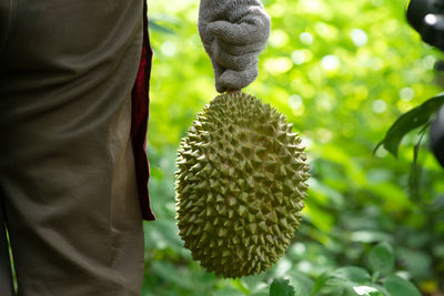 Close-up of hand holding plant