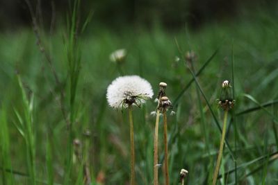 Close-up of dandelion on field