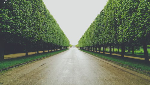 Green trees along empty road in versailles