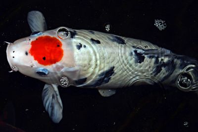 Close-up of fish underwater