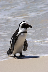 The african penguin colony on boulders beach near cape town, south africa