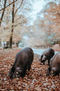 Sheep in a field