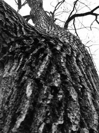 Low angle view of tree trunk