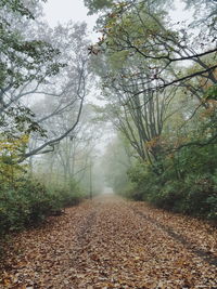 Road amidst trees during autumn