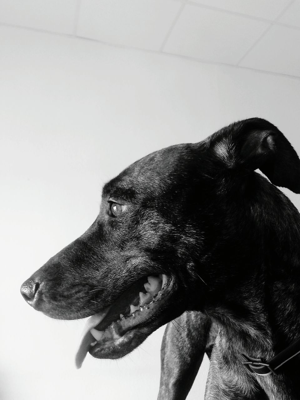 animal themes, one animal, pets, domestic animals, black color, mammal, dog, animal head, close-up, animal body part, black, indoors, looking away, no people, portrait, day, zoology, relaxation, animal