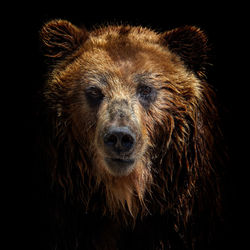 Front view of brown bear isolated on black background. portrait of kamchatka bear 