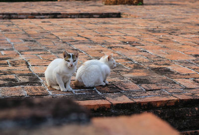 View of two cats