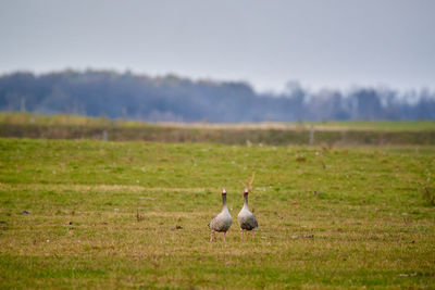 View of a bird on field