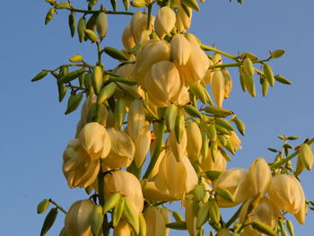 Close-up of yellow flowering plant against clear sky