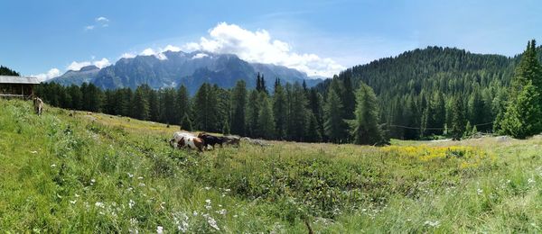 Horses in a field