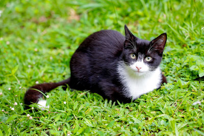 Portrait of black cat on grass