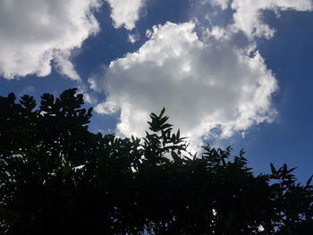 Low angle view of tree against sky