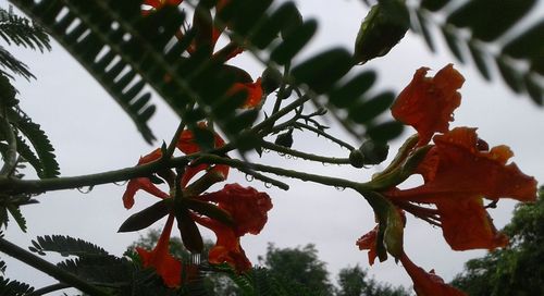 Low angle view of tree against sky