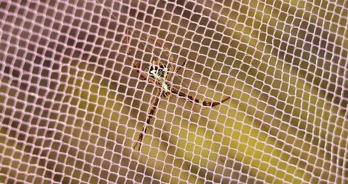 High angle view of insect on metal