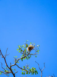 Low angle view of insect on plant against blue sky