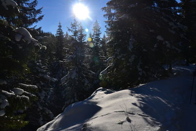 Snow covered trees against sky