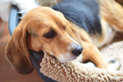 Close-up of dog resting