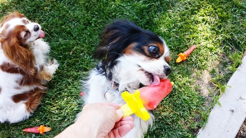 Dog lying on grass