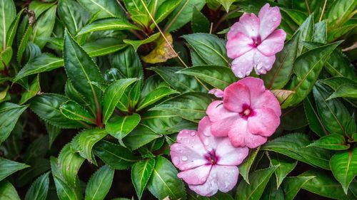 Close-up of pink flowering plant