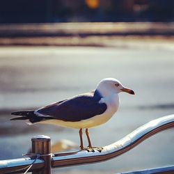 Close-up of seagull perching on railing