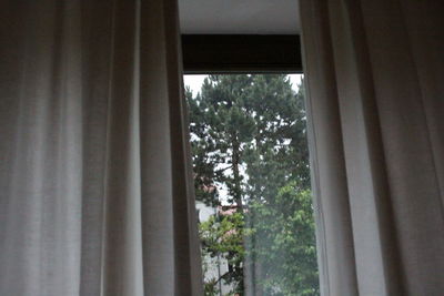 Low angle view of trees seen through window