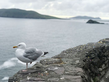 Seagull perching on rock