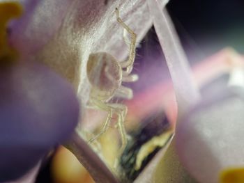 Close-up of insect on flower