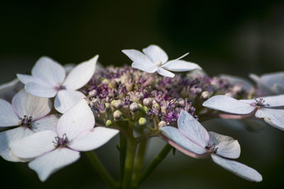 Close-up of white flowers blooming outdoors