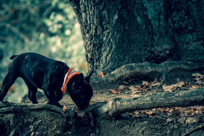 Dog standing on tree trunk