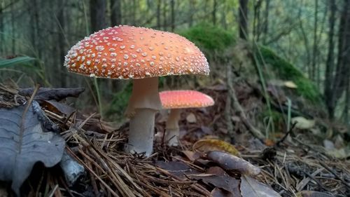 Close-up of mushrooms growing on field