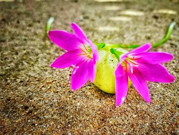 Close-up of pink flower on field