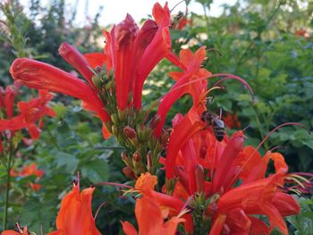 Close-up of red flowers growing in park