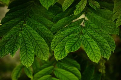 Close-up of green leaves