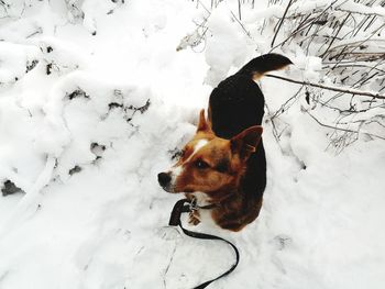 Dog on snow covered land