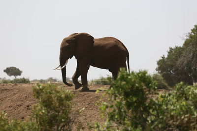 Elephant standing on landscape against clear sky