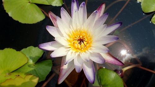 Close-up of lotus water lily in pond