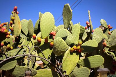 Plants growing on field against clear blue sky