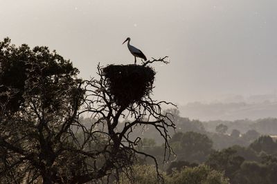 Low angle view of stork in nest on tree