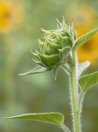 Close-up of fresh green plant