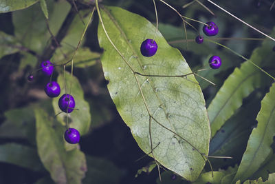 Close-up of berries growing on plant