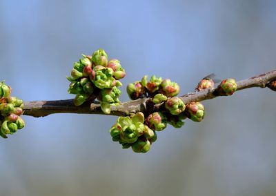 Close-up of plant growing on tree