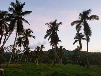 Palm trees on landscape against sky