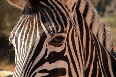 Close-up of zebra