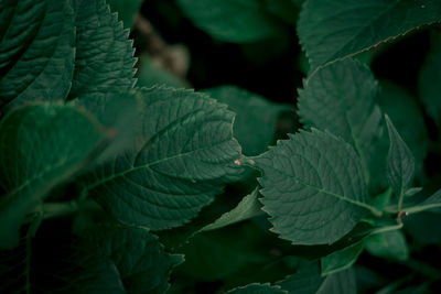 Close-up of green leaves